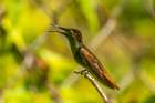 Tobago. Ruby topaz hummingbird on limb. Art Print